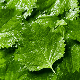 Lalique-parfums-note-olfactive-shiso.png