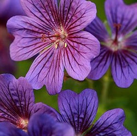 lalique-fragrance-base-note-geranium.jpg