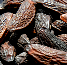 lalique-fragrance-dry-note-tonka-bean.png