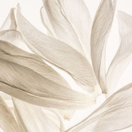 lalique-fragrance-note-musk.jpg
